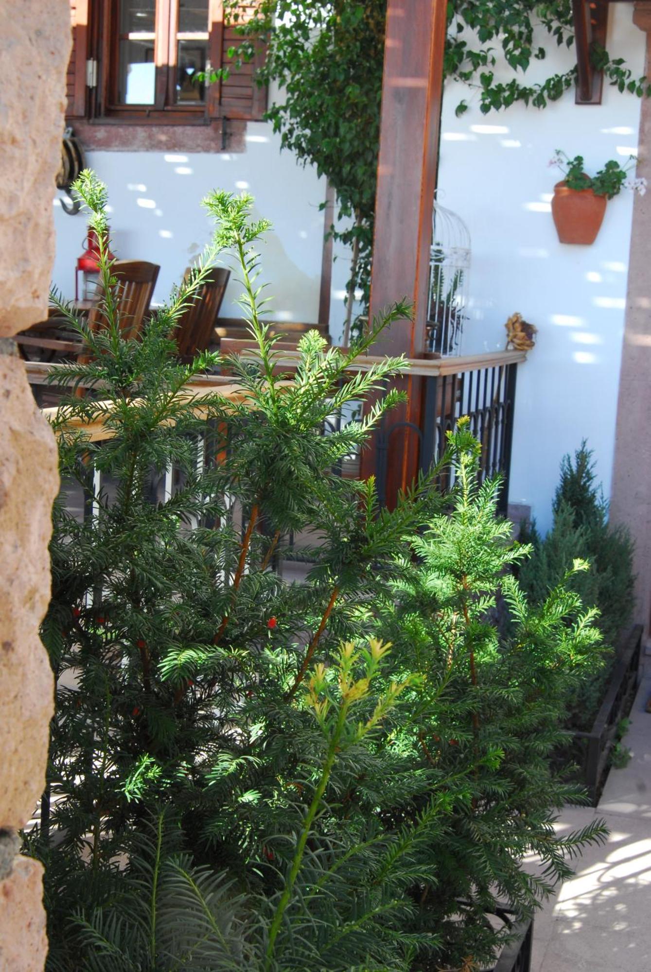 Aliye Hanim Hotel Ayvalı Extérieur photo